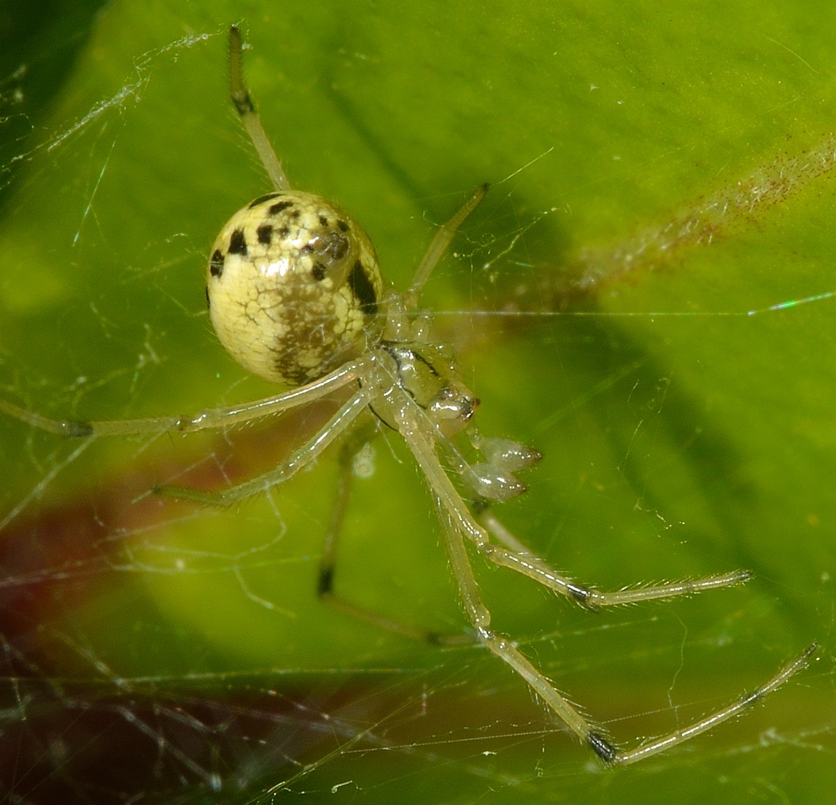 Enoplognatha ovata